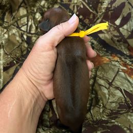 Yellow - Rd whtn blk nose female Rhodesian Ridgeback puppy in Ocala, Florida from DogWood Kennels