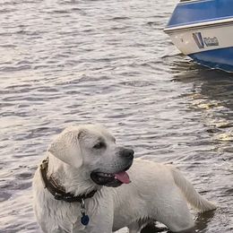 Labrador Retriever All Grown Up from Chateau St. John