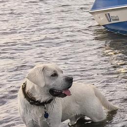 Labrador Retriever All Grown Up from Chateau St. John