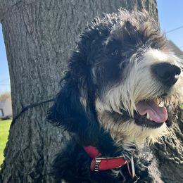 Bernedoodles from Heather's Pups