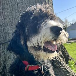 Bernedoodles from Heather's Pups