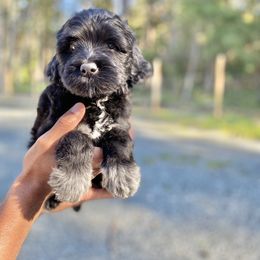 Miss Amethyst - Black and white Portuguese Water Dog puppy in Grants Pass, Oregon from Rogue River Portuguese Water Dogs