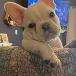 French Bulldogs from Wittmer Frenchies