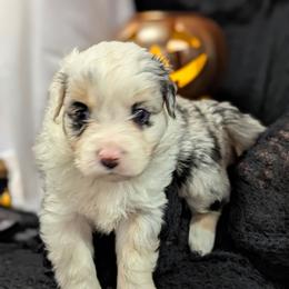 Maple - Blue merle female Miniature Australian Shepherd puppy in Douglasville, Georgia from Laurie's Miniature Australian Shepherds