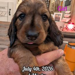 Girl 6 - Red female Dachshund puppy in Bluff City, Tennessee from Sidanelv Dachshunds