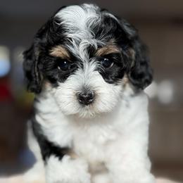 Mandy - Tri-color female Cavapoo puppy in Yuciapa, California from AlltheDoodlez_