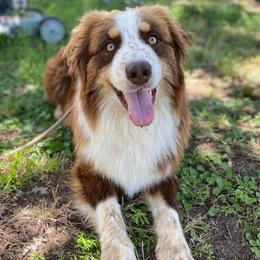 Koda - Red tri-color male Australian Shepherd puppy in Anniston, Alabama from All Hale Aussies
