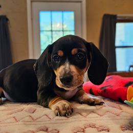 Red - Piebald male Dachshund puppy in Colony, Kansas from Randal'sDachshunds