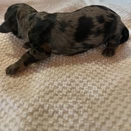 Boy 1 - Dapple male Dachshund puppy in Harriet, Arkansas from B&K Dachshunds