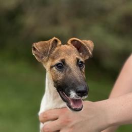 Orange Girl - White tan and black female Smooth Fox Terrier puppy in Iowa from Misty Hollow