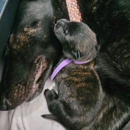 Purple collar boy - Black brindle male Dutch Shepherd puppy in Howey In The Hills, Florida from MAC K9 Dutch Shepherds
