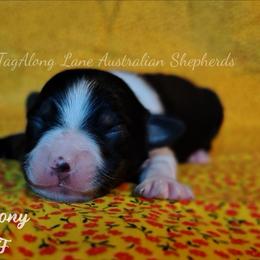 Harmony - Black tri female Toy Australian Shepherd puppy in Muskogee, Oklahoma from Tagalong Lane Australian shepherds