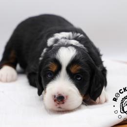 Meadow - Tri-color female Bernedoodle puppy in Edmond, Oklahoma from Rock N Roll Doodles