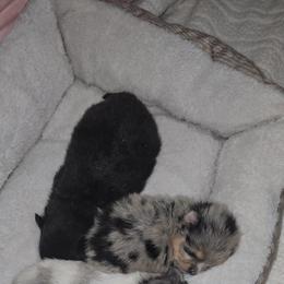 Vincent - Blue merle male Pomeranian puppy in Angleton, Texas from Pomeranian Palace, LLC