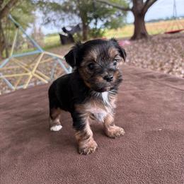 Gummy Bear - Black and gold male Yorkshire Terrier puppy in Florence, Alabama from Yorkies of Forest Creek