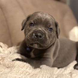 Blue - Gray male Cane Corso puppy in Opelousas, Louisiana from Azelees Cane Corso