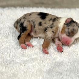 Freedom - Blue merle female Miniature Australian Shepherd puppy in Oakland, Maryland from Yarborough Kennels
