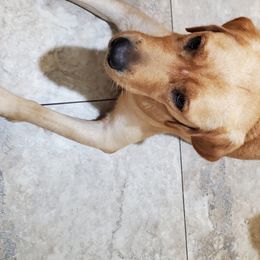 Hazel - Labrador Retriever
