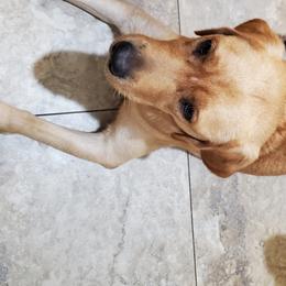 Hazel - Labrador Retriever