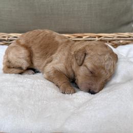 Girl 1 - Apricot female Goldendoodle puppy in Valley Farms, Arizona from Gall’s Doodle Ranch