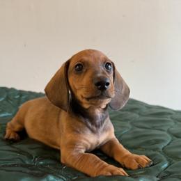 Dachshund All Grown Up from Hotdawgz standard AKC dachshunds