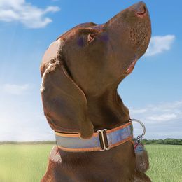 Jake - German Shorthaired Pointer