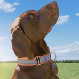 Jake - German Shorthaired Pointer
