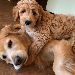 Goldendoodle Puppies from Gardenia Goldens and Goldendoodles