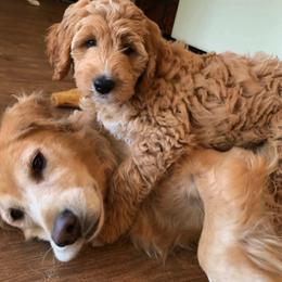 Goldendoodle Puppies from Gardenia Goldens and Goldendoodles