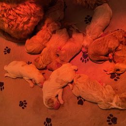 Australian Labradoodle, Bernedoodle, and Goldendoodle Puppies from Frosty & Ginger Co Home of Doodles