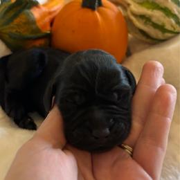 Pecan Pie - Black female Labrador Retriever puppy in Taylors, South Carolina from Spring Water Labs of the Carolinas