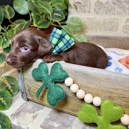 Forrest Gump - Chocolate male Dachshund puppy in Middleton, Idaho from Doodle Doxie