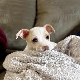Maggie - Cream and white female Chihuahua puppy in Alvord, Texas from Gift of Gods Favor