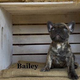 Bailey - Brindle and white female French Bulldog puppy in Blaine, California from Luvafrenchbulldog
