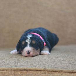 Pink collar female - Tri-color female Bernedoodle puppy in Scottsboro, Alabama from Dixie Land Doodles