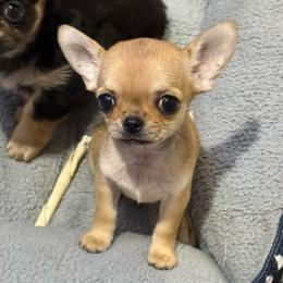Tiny Rosita - Fawn female Chihuahua puppy in Spring Hill, Florida from Stardom Chihuahuas & CKCS