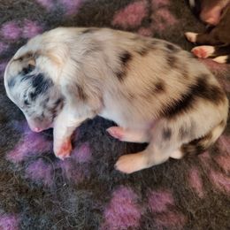 Shetland Sheepdog Puppies from Hawks Acres Shetland Sheepdogs