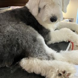 Old English Sheepdog All Grown Up from Signature’s  Old English Sheepdogs