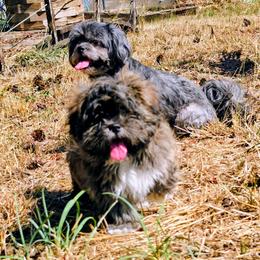 Jasper - Brindle male Lhasa Apso puppy in Hillsboro, Oregon from Luv-N-Laughter Lhasa Apsos
