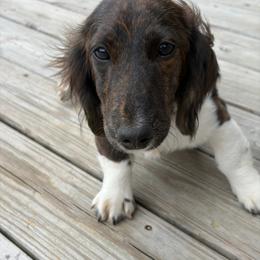 Rusty - Dachshund