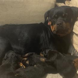 Rottweiler puppies from Bella Bowe Champion Import Rottweilers