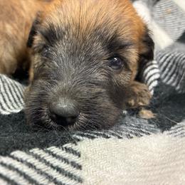 Nala - Wheaten female Soft Coated Wheaten Terrier puppy in Nokomis, Illinois from Windhill Wheatens