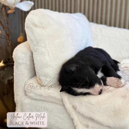 Scorpion - Black and white male Siberian Husky puppy in Lodi, California from Wolves with Amor