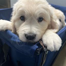 Mr. Brown - Light golden male Golden Retriever puppy in Monroe, Tennessee from Dale Hollow Goldens