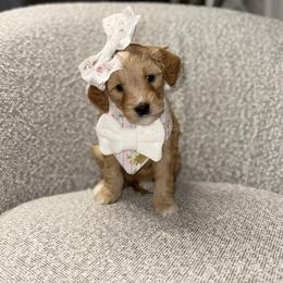 Poppy - Apricot female Goldendoodle puppy in Layton, Utah from Gracious Doodle Dogs