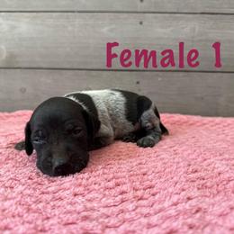 Loretta - Black roan female German Shorthaired Pointer puppy in Axton, Virginia from Red Clay Kennels