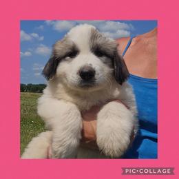 Hot pink collar - White and badger female Great Pyrenees puppy in Mikado, Michigan from Brittain Family Farm