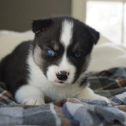 Enid - Black and white female Siberian Husky puppy in Wiscasset, Maine from Running with Huskies