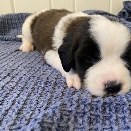 Purple female - Red and white female Saint Bernard puppy in Albany, Georgia from Magnolia Saint Bernards