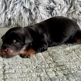 Black rust - Black female Miniature Schnauzer puppy in Independence, Missouri from Crown Schnauzers KC